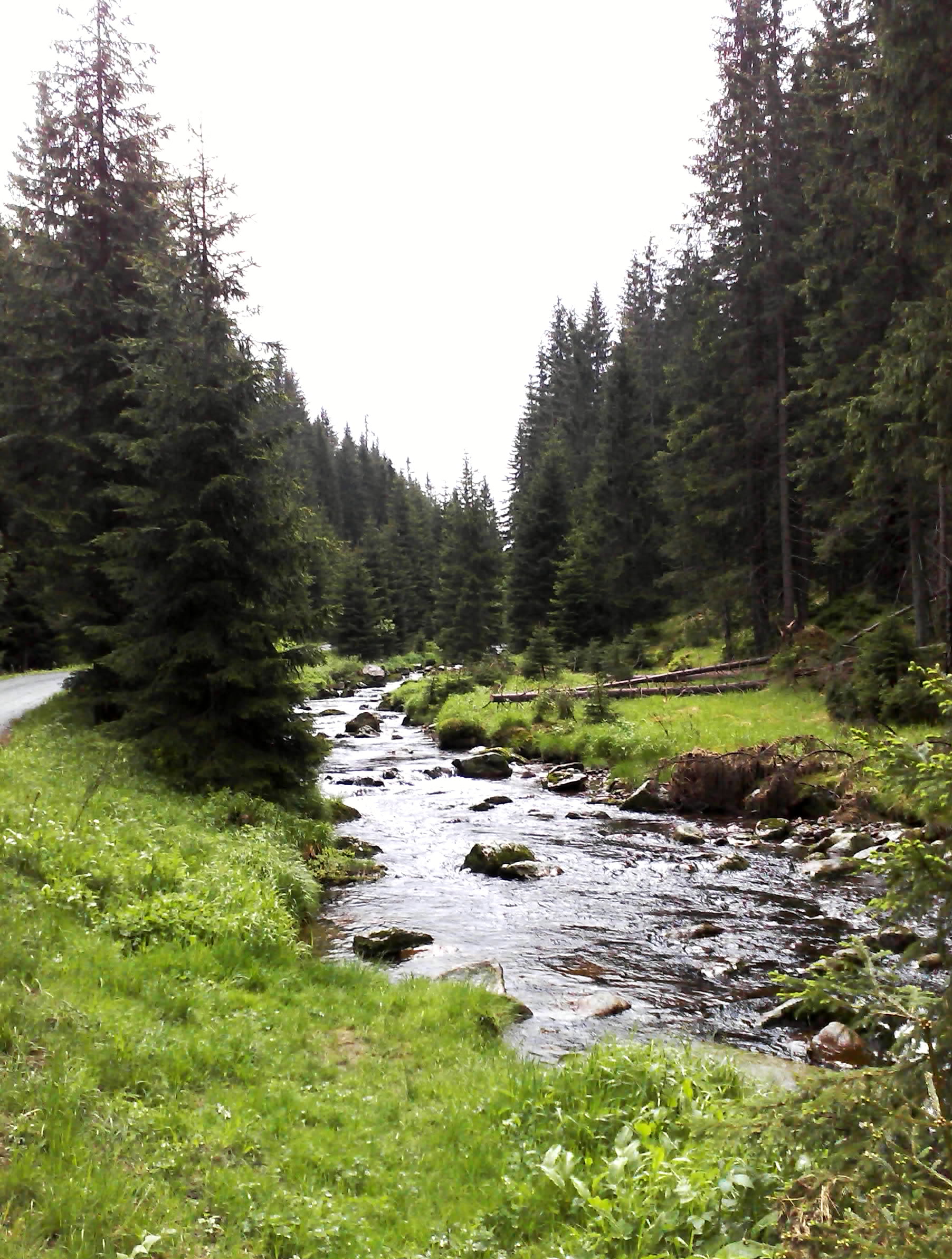 .MODRAVA (05)